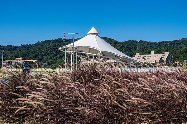 大佳河濱公園周邊的紫背狼尾草。圖/台北市水利處提供