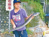 工廠排廢　瑪陵坑溪護魚破功