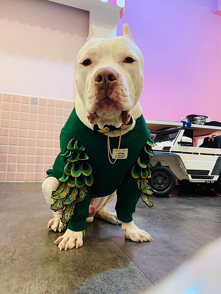 新北市比特犬絕育補助申辦期間自即日起至12月9日止。圖/新北市動保處提供