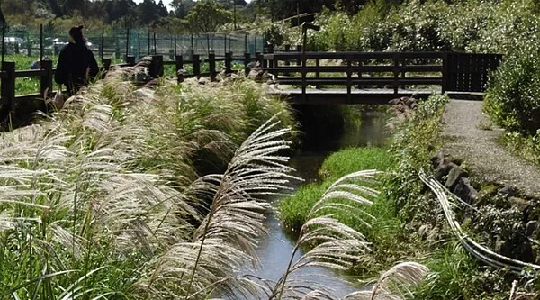 北投區竹子湖頂湖地區溪畔環狀步道芒花綻放。圖／北市大地處提供