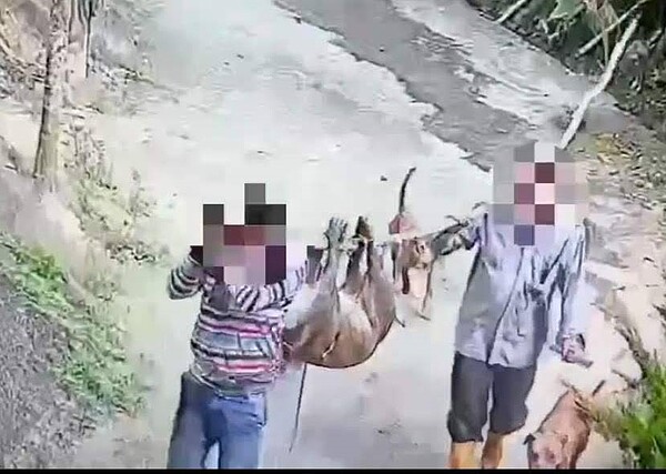 台南白河山區傳出飼主飼養的山豬遭人宰殺肢解,警嚴辦6人最高開罰200萬元。圖/讀者提供