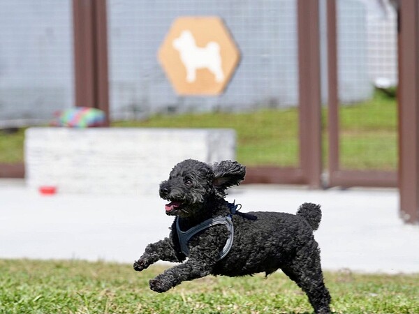 狗活動區設有安全圍欄讓毛孩安心奔跑。圖/台北市動保處提供