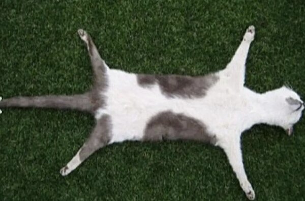 一位標本製作師在網路上販售自己收集的「貓屍」地毯,讓許多網友看傻了眼,甚至招來許多批評。圖擷自the sun