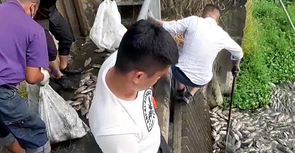 台中市大里十九甲地區的頭汴坑溪最近接連出現大量死魚,里長江和樹懷疑是廢水汙染,今並率人自行撈魚。圖/江和樹提供