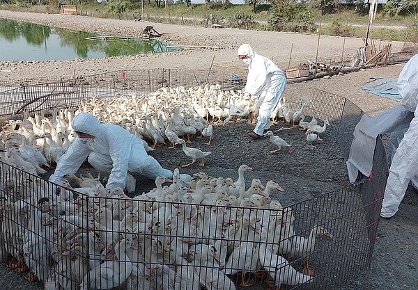 屏東驚見禽流感,肉鴨場檢出高病原性禽流感。圖/屏縣府提供