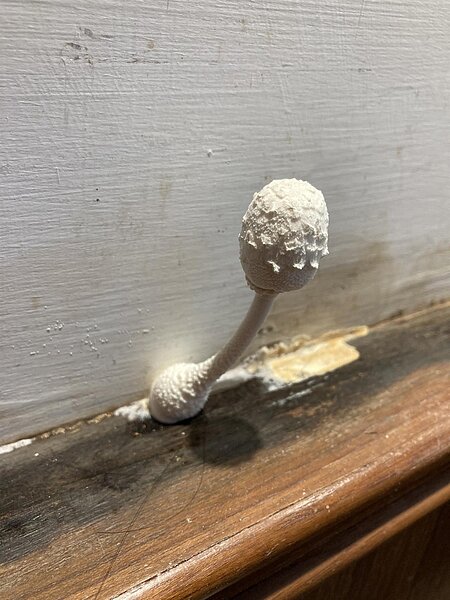 原PO稱鄰居家漏水,沒多久他家牆縫長出被網友戲稱為「巨大麥克風」的香菇。擷自「信義區三兩事」臉書社群網站