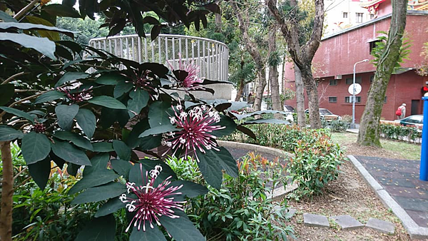 文山區興福里興福公園到處種滿了鮮豔的煙火花。圖片由興福里臉書粉絲專頁提供。
