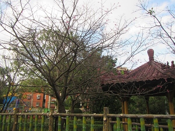 山櫻花是百福公園的特色，每到花朵綻放時總令人駐足欣賞。圖／取自公園走透透，台北新花漾官網

