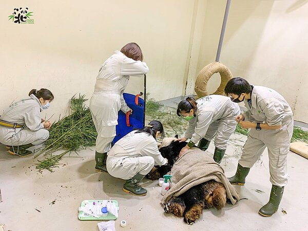 臺北市立動物園大貓熊「團團」昨(11/17)日晚間突發四次癲癇,醫療照管團隊即時給予抗癲癇藥物緩解症狀並徹夜守候。圖/台北市立動物園提供