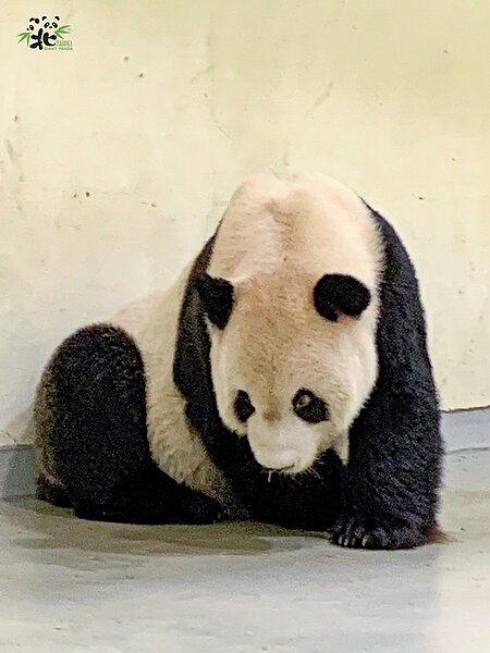 今早「團團」休息後已甦醒並可以在保育員悉心照料下進食,但後肢明顯無力需再觀察。圖/台北市立動物園提供