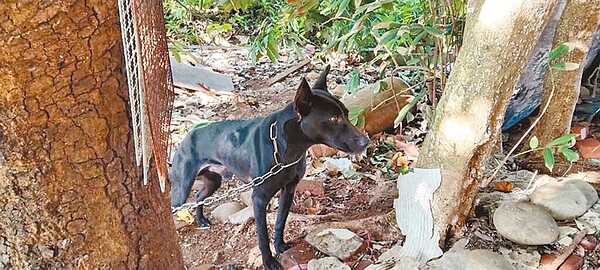 動保處針對航空城家犬安置問題,已啟動專案計畫,接獲民眾申請後會先與當地餵養人協調異地餵養或送領養等方式,現已協助14戶共安置25隻狗。圖/民眾提供/陳夢茹桃園傳真