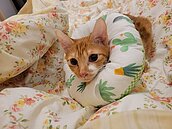 養寵退租被討「2萬異味清除費」！避免房東漫天開價　合約該加註這項