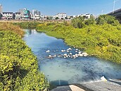 台中溪魚頻暴斃　環保局：基流量不足