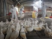 禽流感新病毒　宜蘭撲殺5千隻鴨