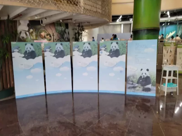 大貓熊團團19日離世，各界不捨，園方昨天起設置「團團」的追思看板陳列在大貓熊館內。圖／動物園提供