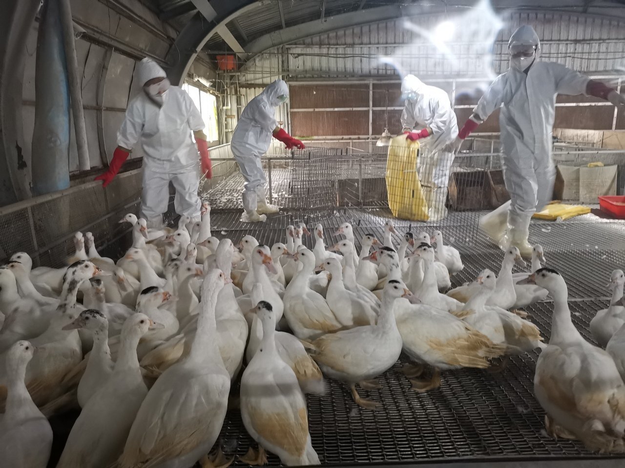 農委會畜試所宜蘭分所發現H5N1亞型高病原禽流感,全場撲殺5010隻種鴨。圖/動植物防疫所提供