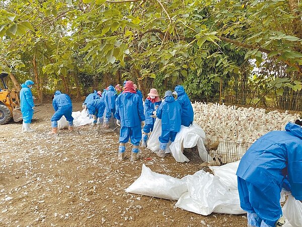 雲林縣政府動植物防疫所24日撲殺古坑鄉一場外觀健康但已感染禽流感的帶毒的3166隻鴨。(雲林縣動植物防疫所提供/周麗蘭雲林傳真)