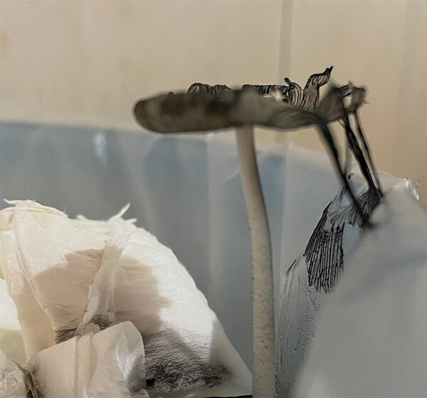 彰化縣一名陳姓家庭主婦的垃圾桶長出一朵蕈類,菌柄白色。圖/陳姓家庭提供