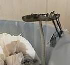 垃圾桶一夜長出奇異「香菇」　雖可藥用網勸別吃