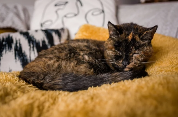 年紀將近27歲的貓咪「芙洛西」日前榮登全世界最長壽貓咪的寶座，金氏世界紀錄在新聞稿稱她是相當於人類120歲的貓科動物。照片翻攝：Twitter / Guinness World Records
