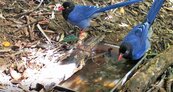 台灣藍鵲居然霸氣洗澡　雙流森林遊樂區上演「搶水記」