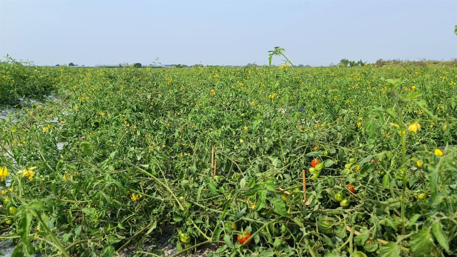 因高溫乾旱，近月來傳出植株生育異常農損情形嚴重，農委會今公告南市番茄列現金救助， 每公頃5萬1千元。記者謝進盛／攝影 