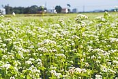 大園蕎麥花海　猶如雪白大地