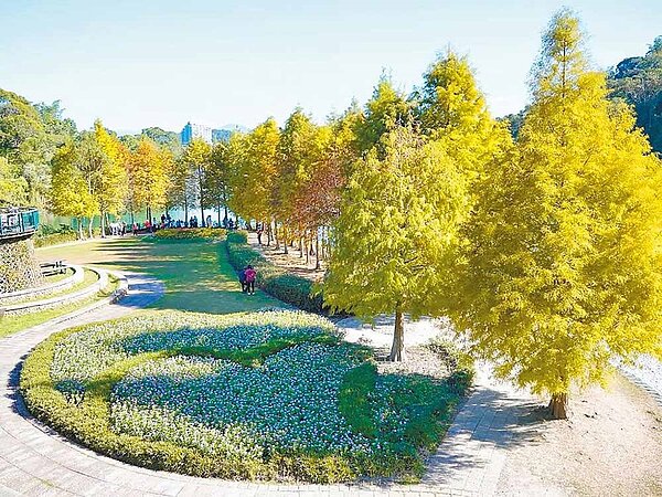 日月潭向山的婚紗廣場,湖畔一整排落羽松這幾天也跟上腳步開始變色。圖/日月潭風管處提供