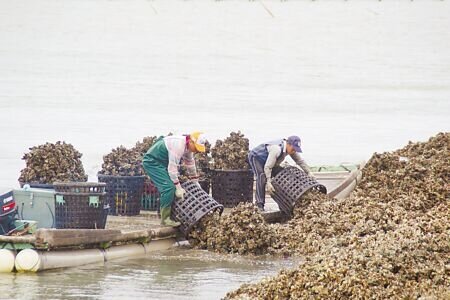 嘉義縣東石網寮沿海一帶放養牡蠣傳出大量死亡災情,蚵農每天從海裡載回死亡牡蠣,再集中堆置在堤防岸邊,由縣府農業處統一回收。。(呂妍庭攝)