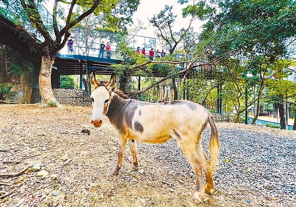壽山動物園12月16日試營運,遊客可在空橋觀察迷你驢。(高市觀光局提供/柯宗緯高雄傳真)