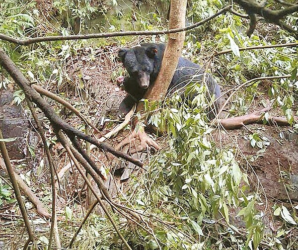 兩度野放的台灣黑熊遭獵殺死亡,獵人分別遭到判刑。(南投地檢署提供/廖志晃南投傳真)