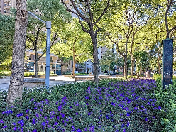 開花灌木如嬌小的巴西野牡丹,適應性強,半日照環境也能生長,較長的花期為人行空間點綴星點紫色。圖/新北市景觀處提供