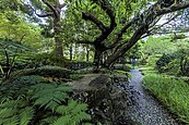 陶朱隱園驚人庭園曝　造瀑挖溪養1米長錦鯉