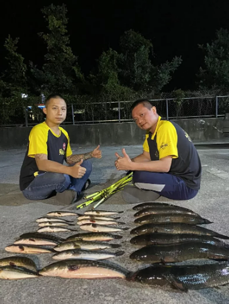 釣魚達人黃小四近期到日月潭試釣魚虎實測，6小時內釣到7尾泰國鱧魚，以及17隻很明顯是今年才繁殖長大的小魚虎。圖／黃小四提供