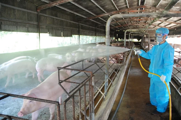 國內第二例H1N2v現踪,研判透過動物或環境感染的機率較大。圖/李木隆