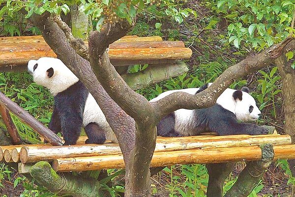台北市立動物園大貓熊圓寶(左)5日起展開獨立生活訓練,每日閉園後必須和媽媽「圓圓」(右)分房休息。(台北市立動物園提供)