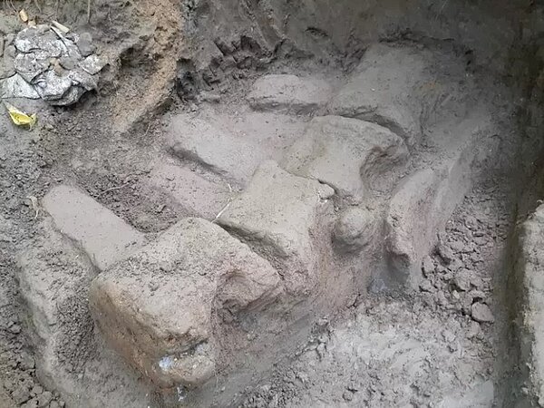 最近在屏東縣恆春頭溝地區意外發現台灣史上最完整鯨魚化石,挖掘團隊發現鯨魚椎體化石。圖/成大提供