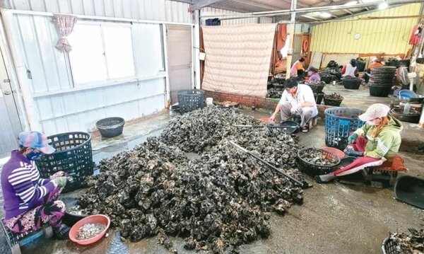 擺脫去年極端氣候與越南牡蠣雙重夾擊，台南北門區蘆竹溝牡蠣今年豐收。圖／養殖業者邱永仁提供
