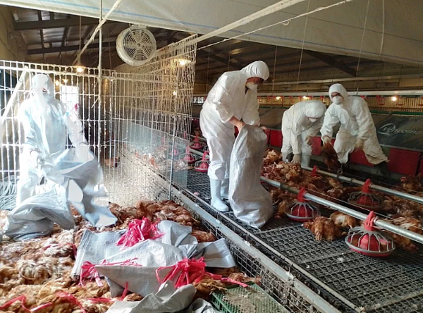 屏東縣動物防疫所12月1日接獲鹽埔鄉1處蛋雞場主動通報飼養雞隻有異常死亡,經試驗所確認感染H5N2亞型(b分支)高病原性禽流感,現場撲殺8599隻蛋雞。圖/屏東縣府動物防疫所提供