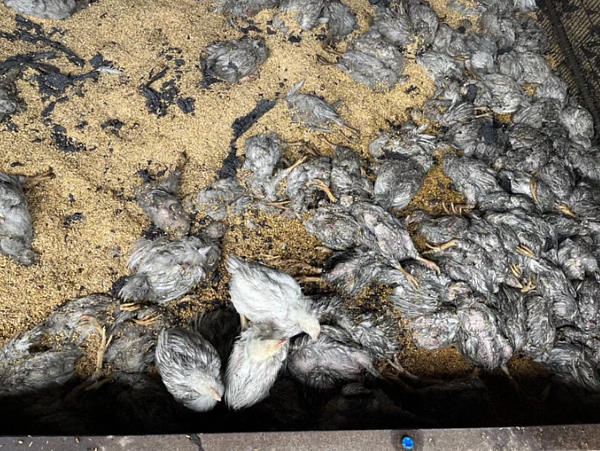 火勢撲滅後，經清點後約有500隻小雞被熏死。圖／苗栗縣消防局提供