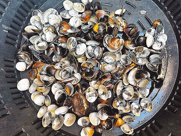 雲林縣台西傳出文蛤突然暴斃,水試所人員9日勘查研判是池中有機物過多又遇高溫,造成底土惡化,導致文蛤缺氧暴斃。(陳文求提供)