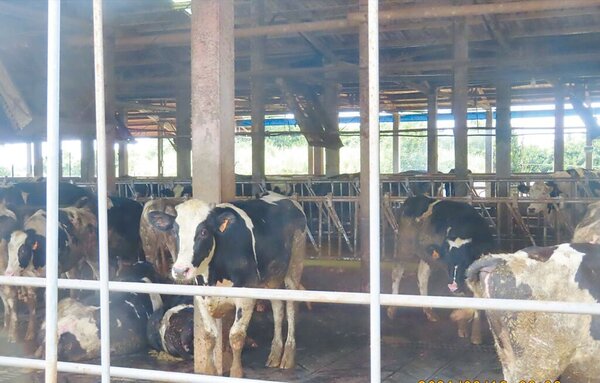 福興鄉是乳牛的故鄉，供應乳源是全台灣冠軍，將設兩處畜牧糞尿集中處理場。（彰化縣政府提供）
