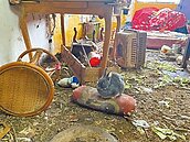 桃園恐怖兔子屋復活　動保處火速安置