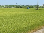 嘉南一期稻全休耕　農委會祭20億補助
