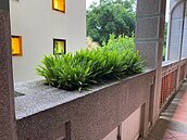 中市校園綠牆成果亮眼　連四年全國第一