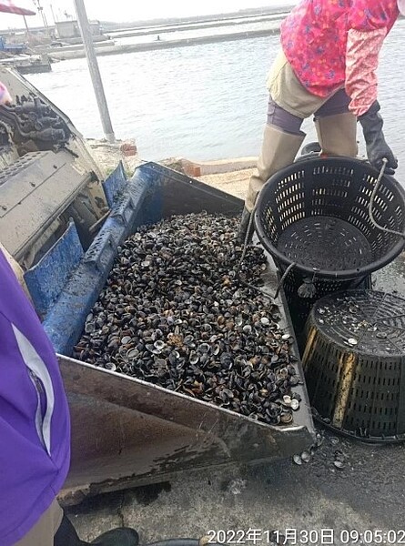 雲林沿海文蛤死亡嚴重,業者將死亡蛤殼一車車運往堆置場丟棄。圖/記者蔡維斌翻攝