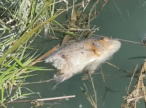 臉書粉絲專頁「日月潭一等高」分享日月潭魚虎在入冬後仍狠咬吳郭魚,活動力不減的現況。圖/擷取自「日月潭一等高」臉書專頁