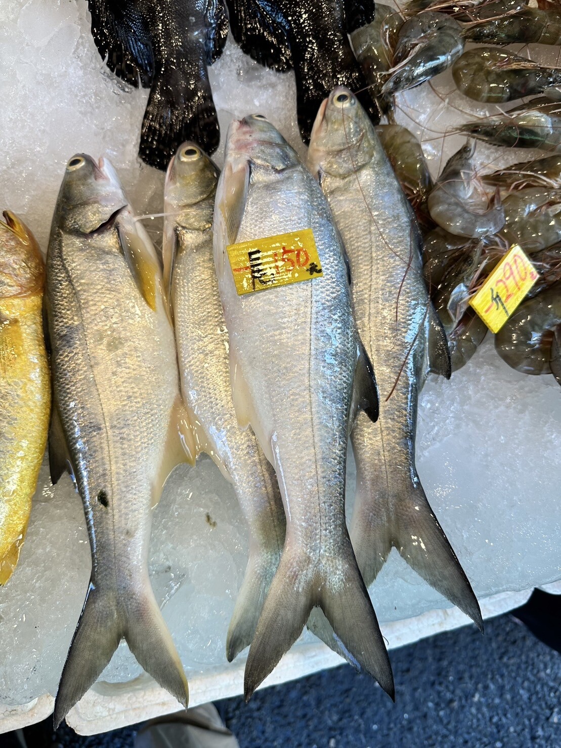 大陸暫停台灣午仔魚進口，午仔魚在台灣是常見的國民食用魚，嘉義縣市傳統市場立即反映產銷現況，價格下跌，幅度不大，魚販說，每尾平均降價20元。記者魯永明／攝影 