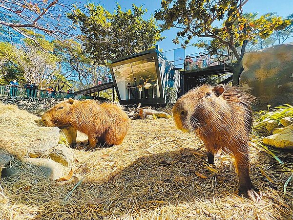壽山動物園新秀「水豚君」報到,遊客可用不同視野觀察水豚。(高市觀光局提供/柯宗緯高雄傳真)