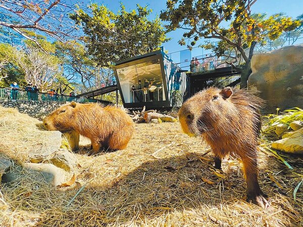 壽山動物園新秀「水豚君」報到，遊客可用不同視野觀察水豚。（高市觀光局提供／柯宗緯高雄傳真）